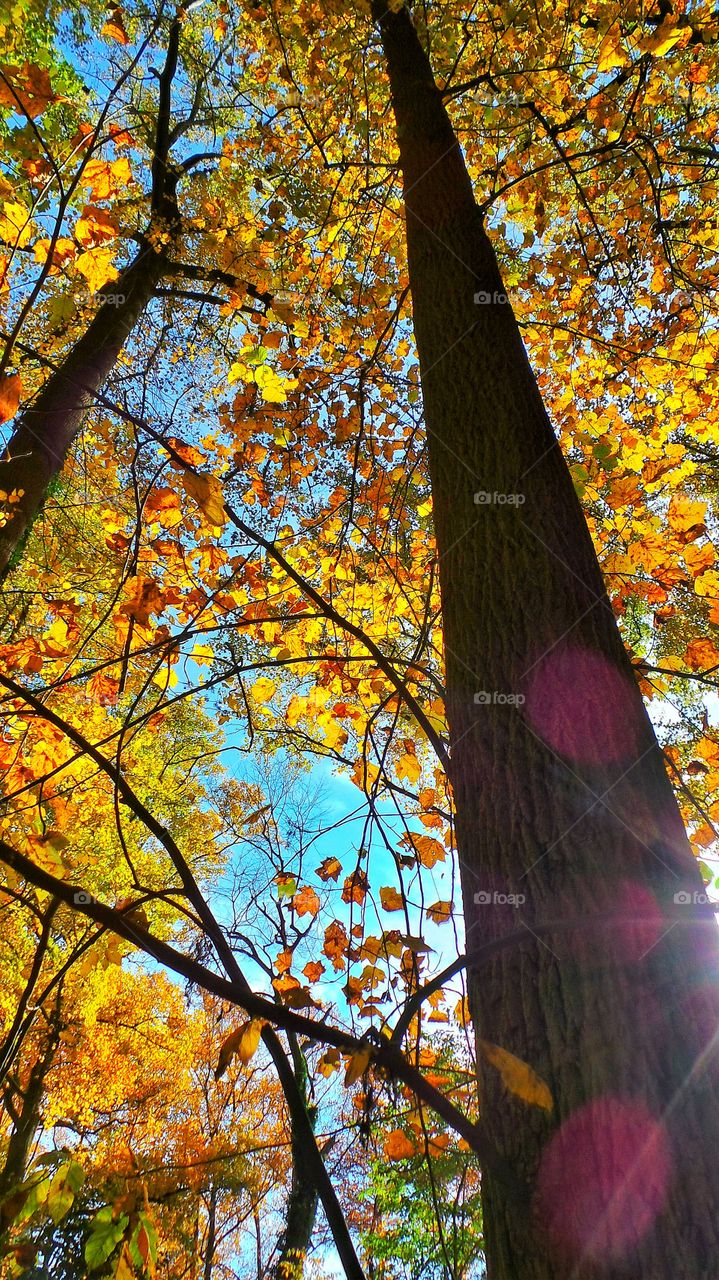 Low angle view of a trees