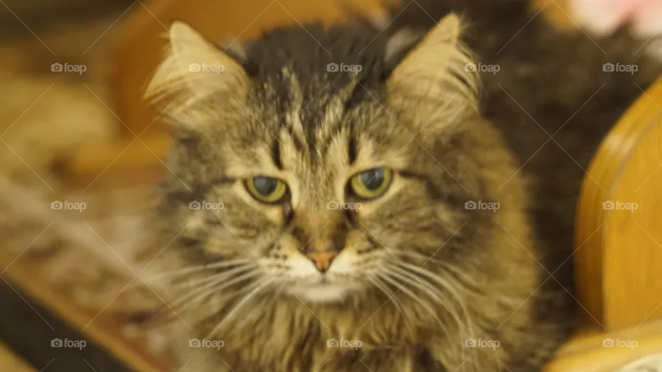 cat