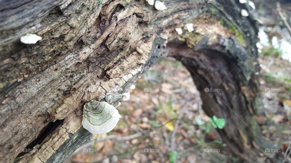 Bark, Tree, Wood, Trunk, Nature