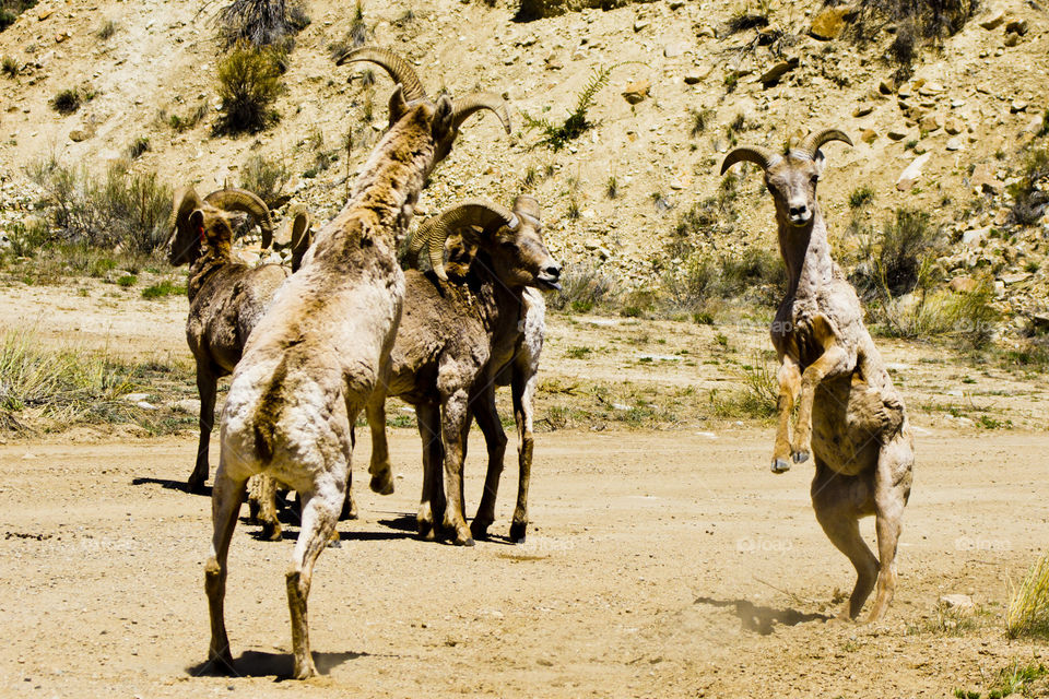 dancing sheep. young mountain sheep practice their head butting skills
