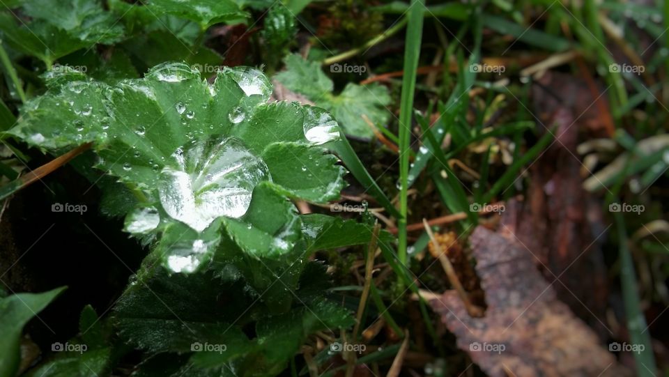 Waterdrops on leaves