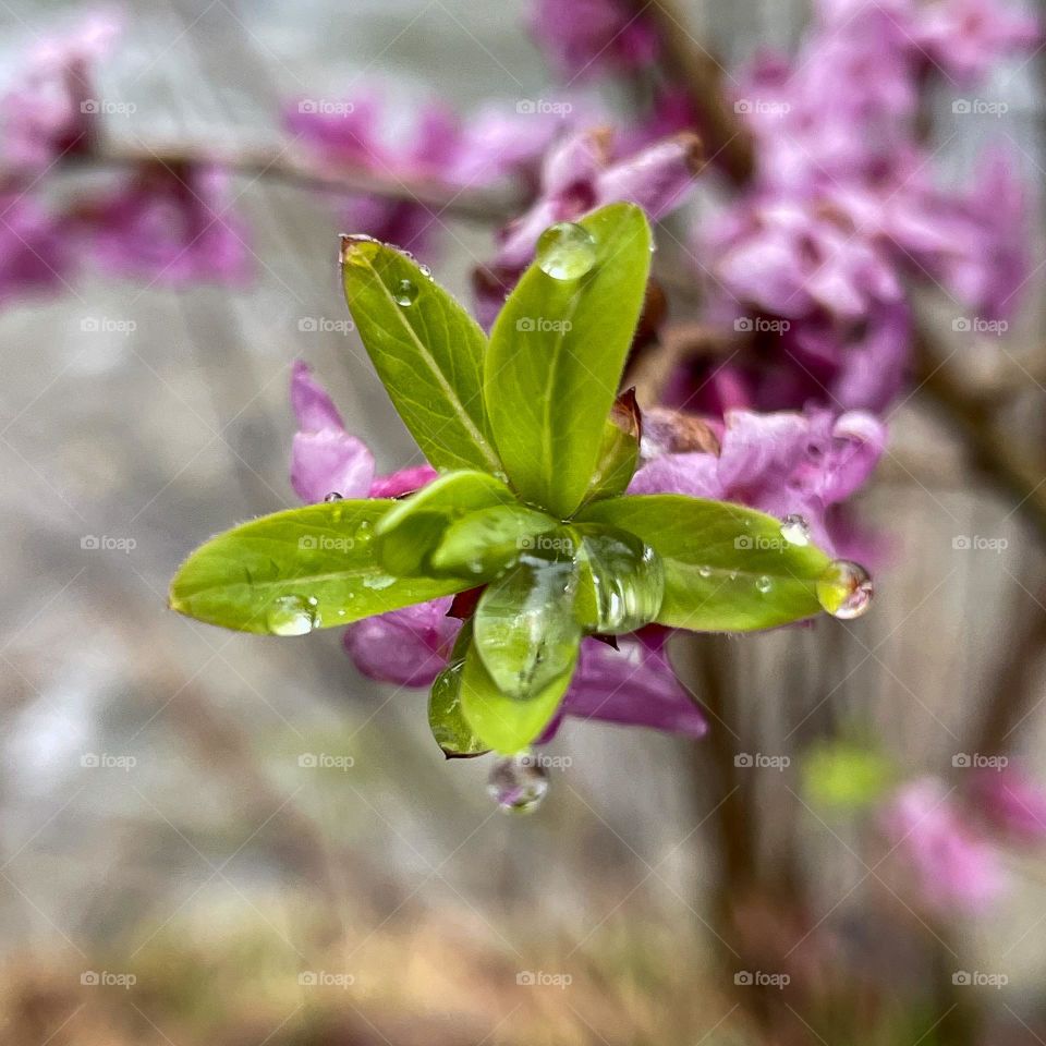 raindrops