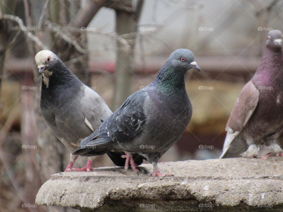 голуби