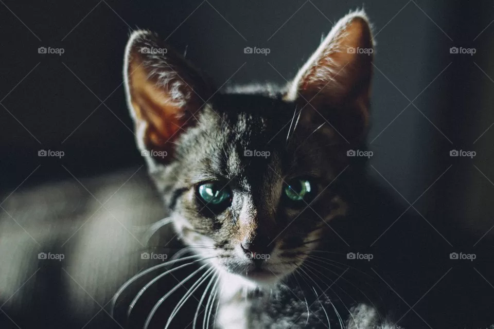 Kitty