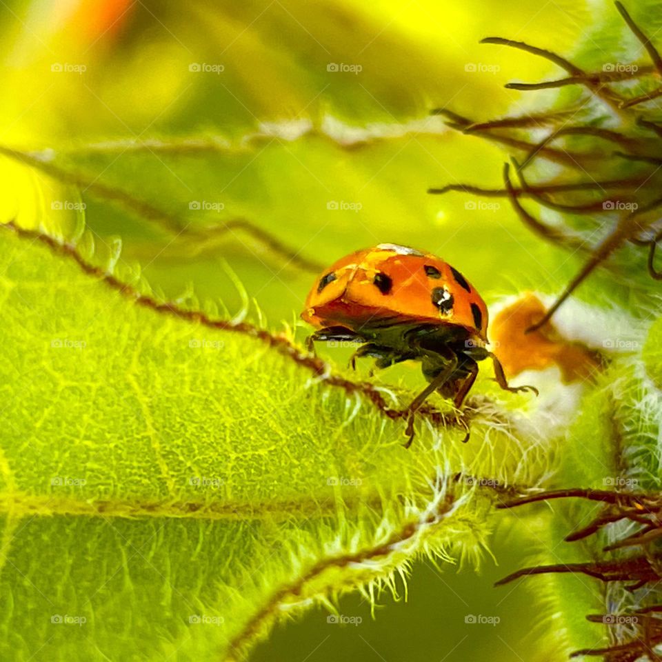 Ladybug on sunflower leaves…