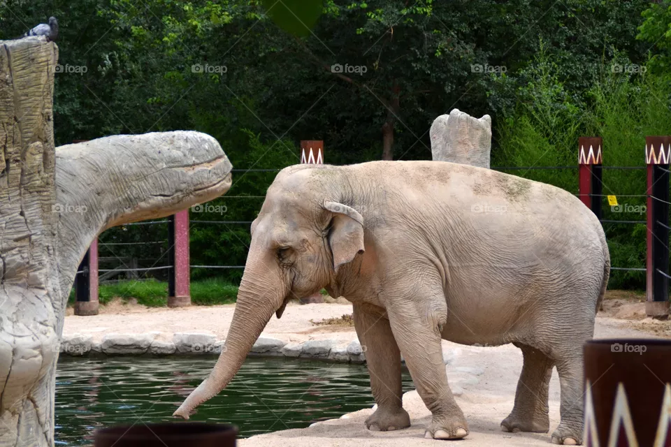 Elephant
