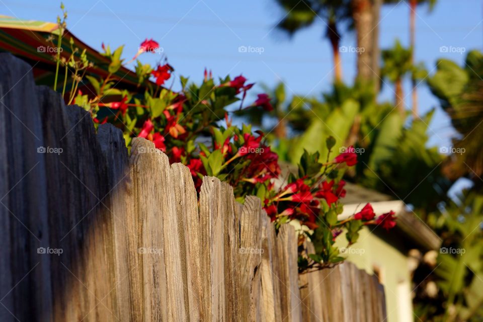 Flowers Along Fence