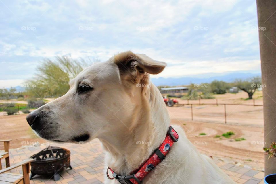 Dog in the desert