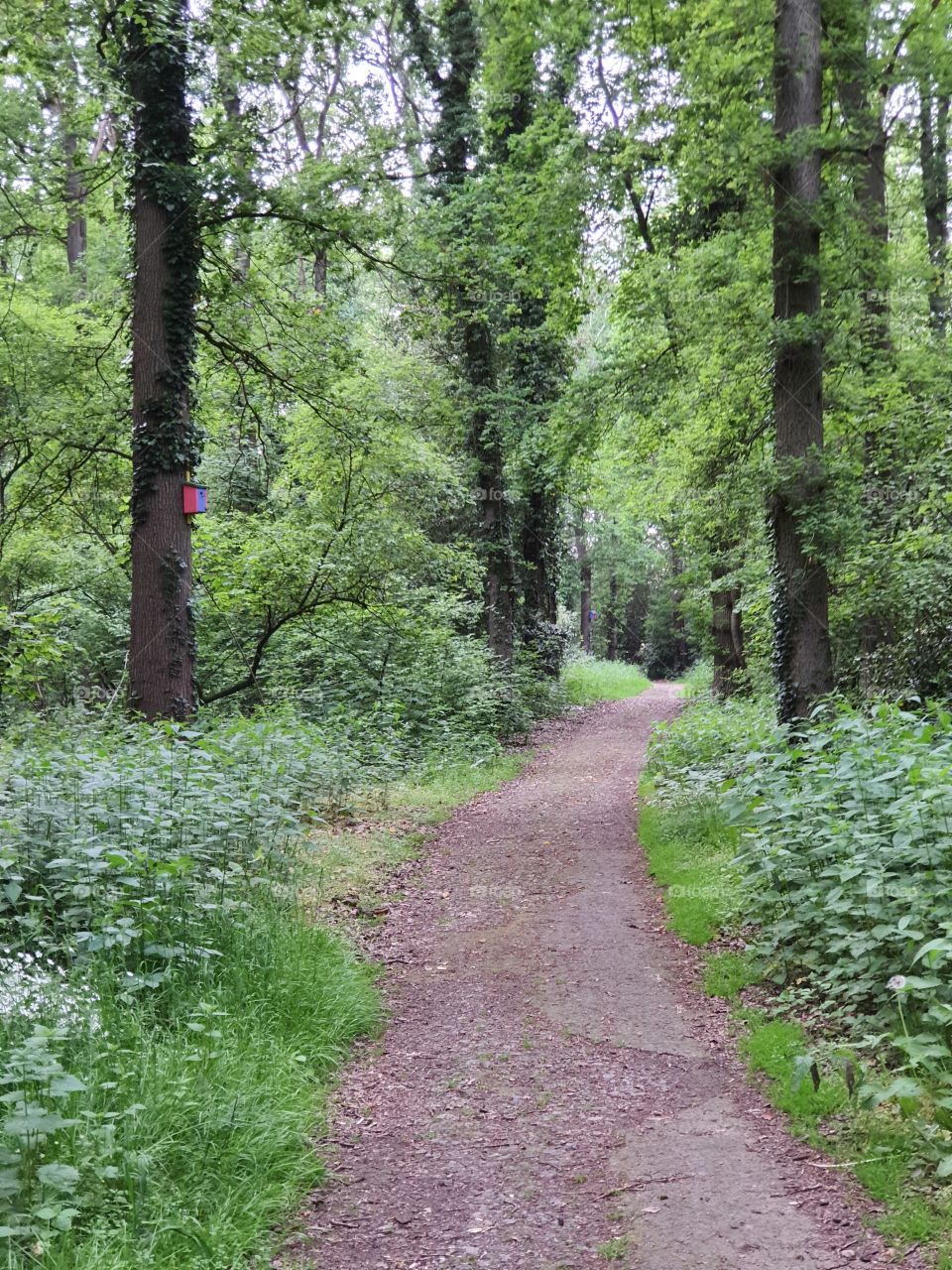 Wanderweg im Eichewald