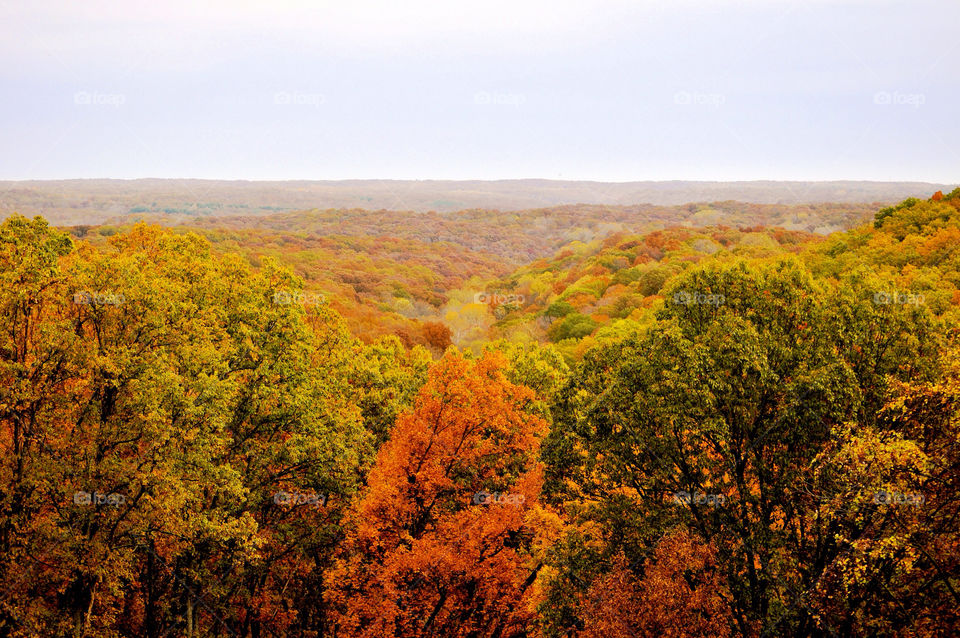 brown county state park indiana outdoors tree trees by refocusphoto