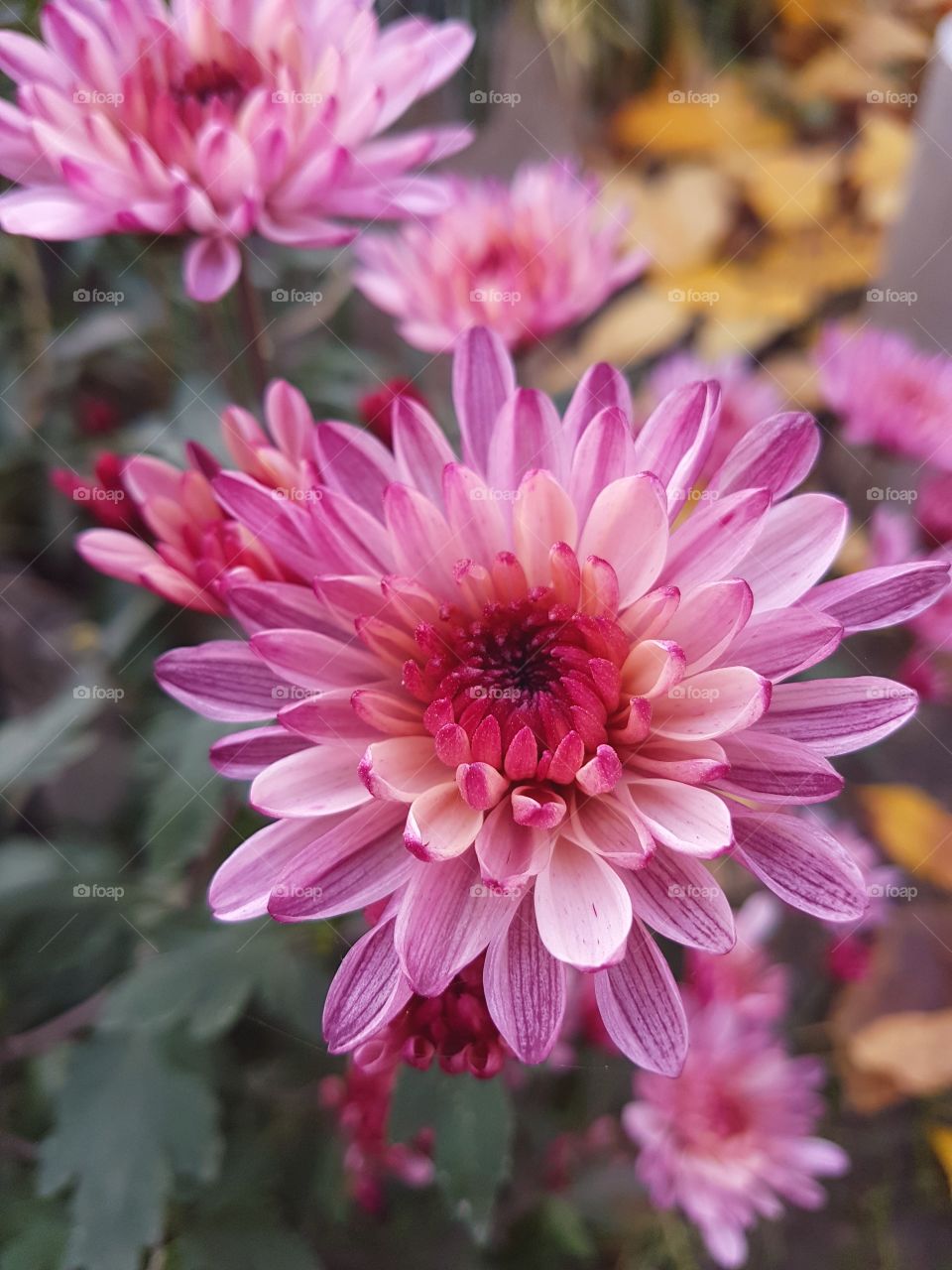 Bloomed in the autumn lilac chrysanthemum flower