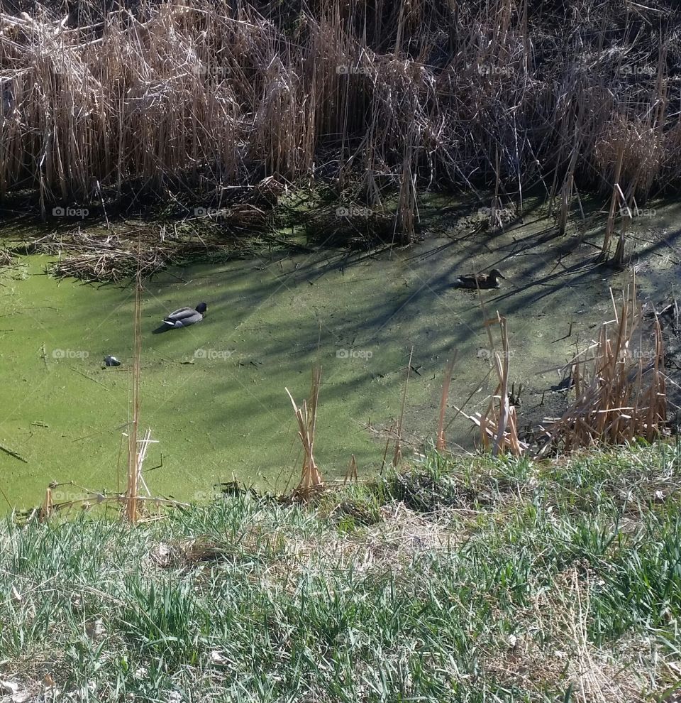 Ducks swimming in algae filled canal