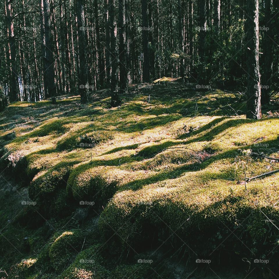 Lights and shadows in beautiful Polish forest