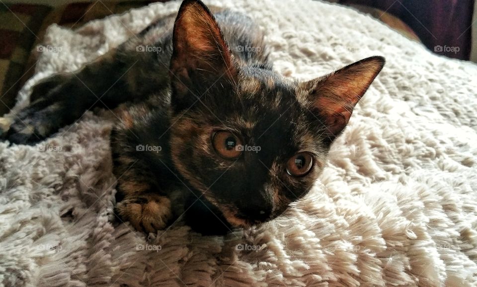 Tortoiseshell Kitten