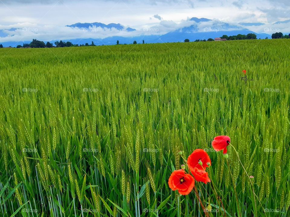 poppies in a  green field