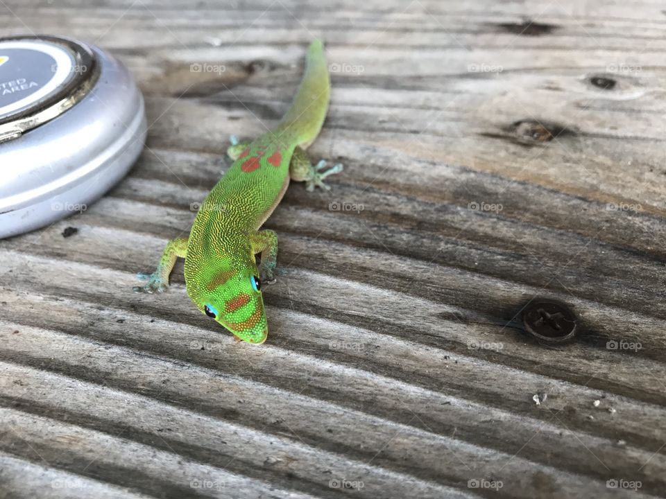 Gecko