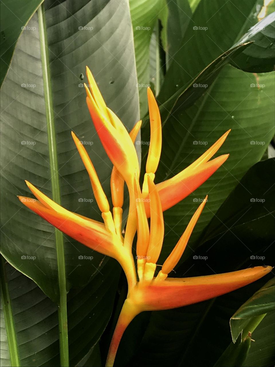 Heliconia psittacorum Heliconia psittacorum is a perennial herb native to the Caribbean and South America. flower, orange colour, Beauty in nature. photograph taken in Cairns Queensland Australia.