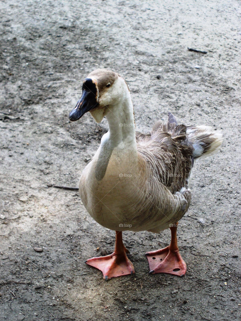 duck stares socastee south carolina by refocusphoto