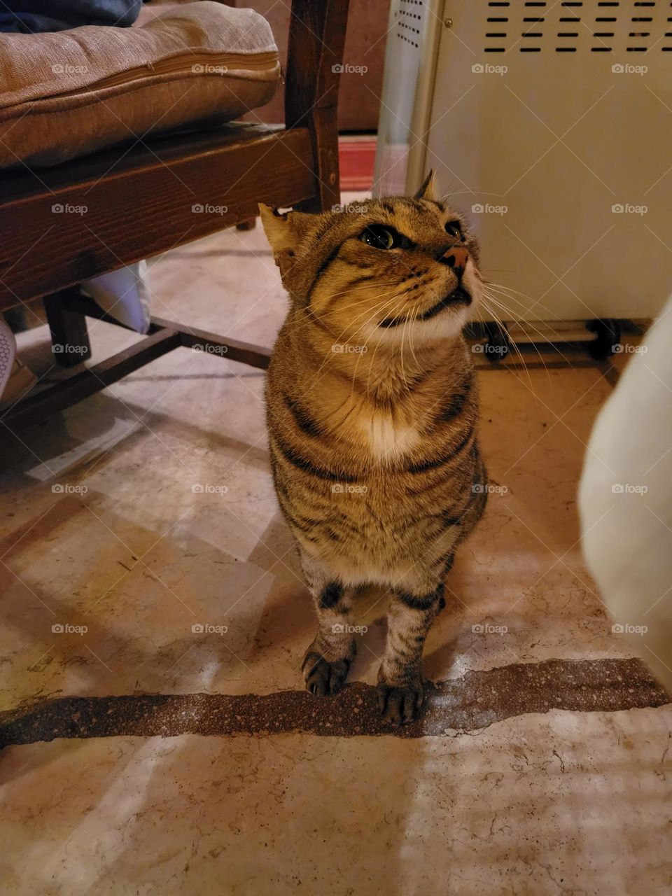 Cat at restaurant at Hurghada Egypt