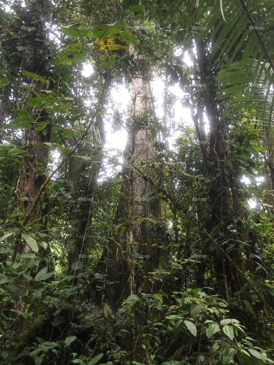 Kapok tree. Amazon rainforest Ecuador