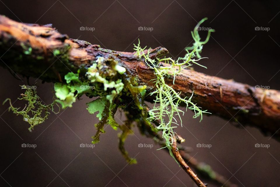 Moss lichen close up on a branch