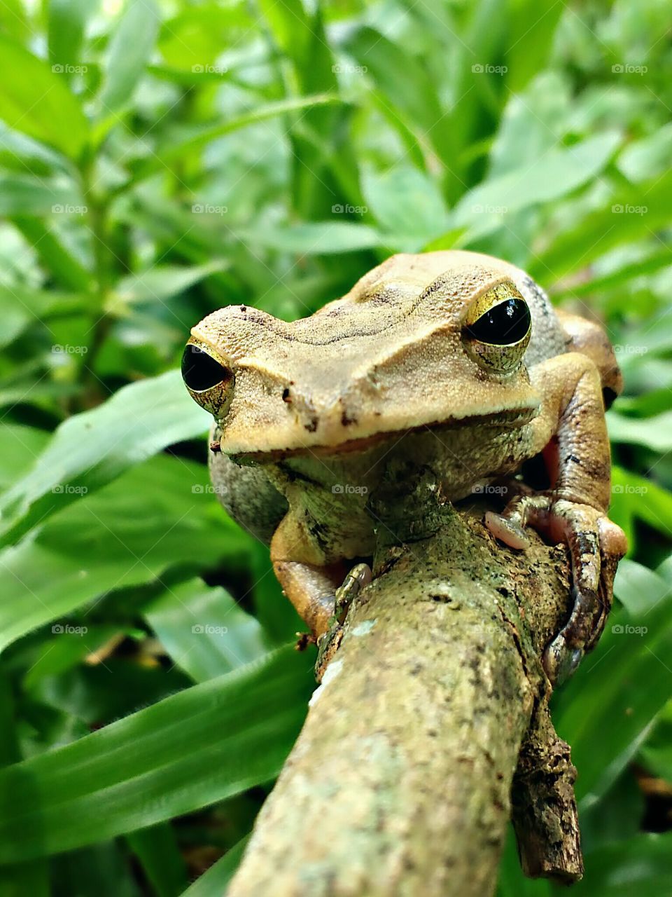 frog