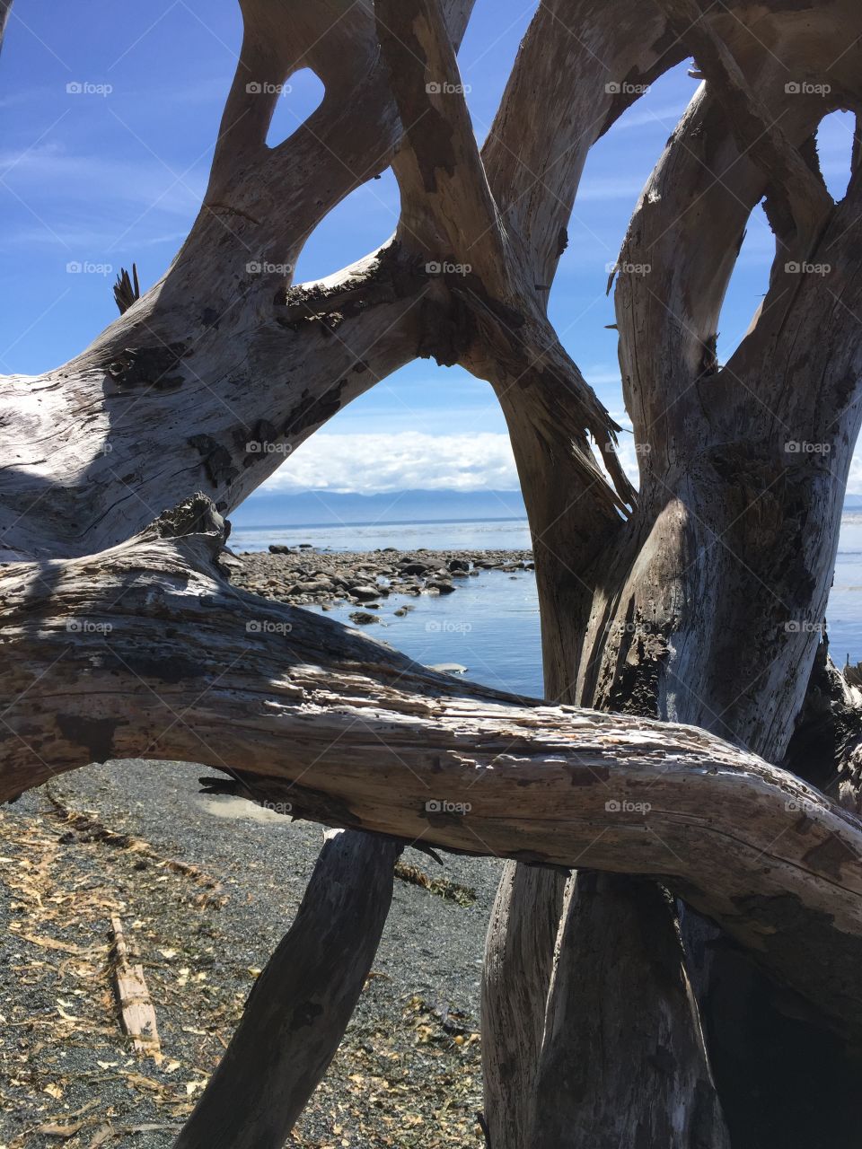 Close-up of driftwood at beach