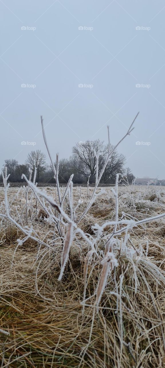 Gras im Winter