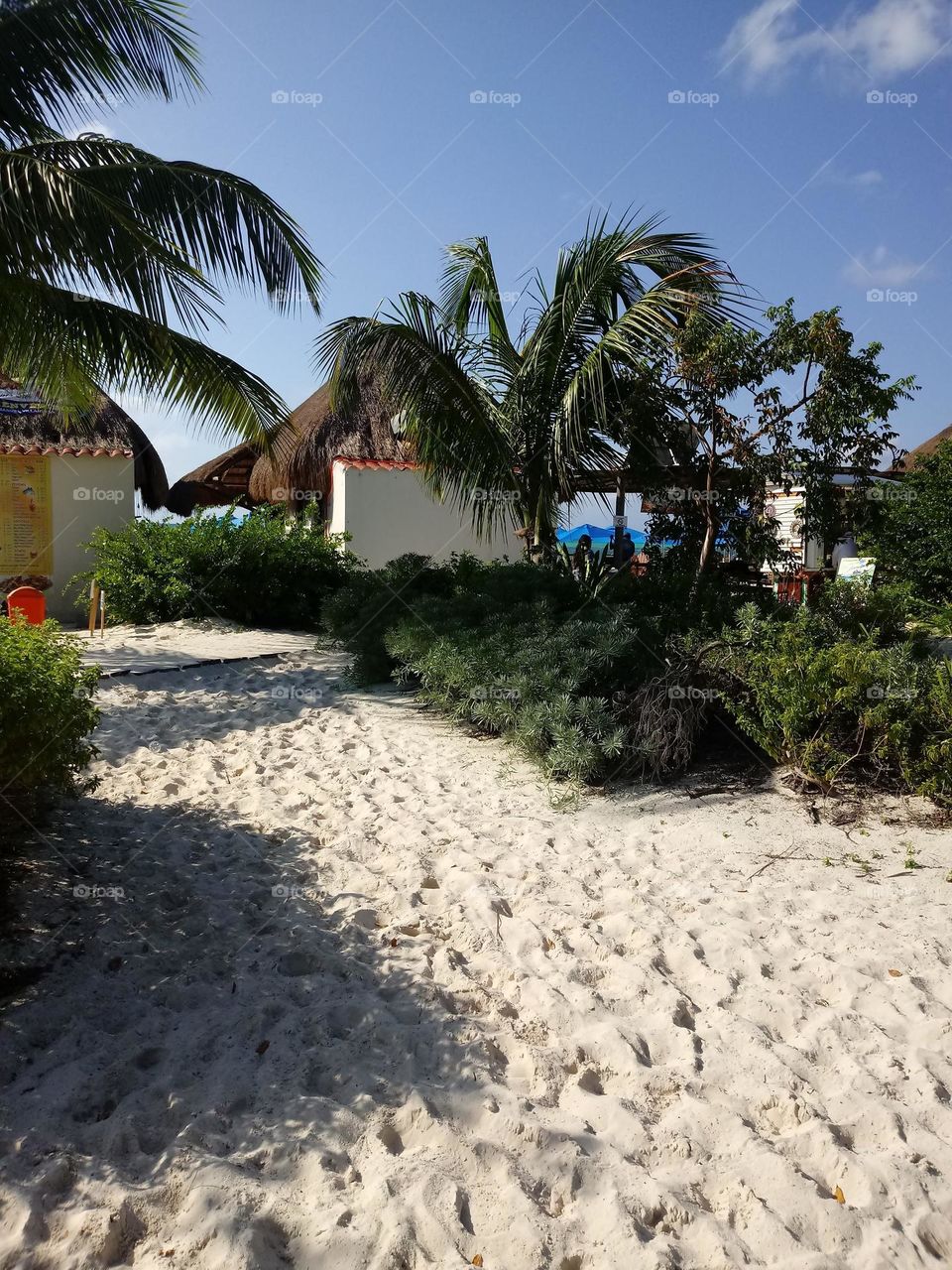 Beach house bathrooms with palm trees and sand 