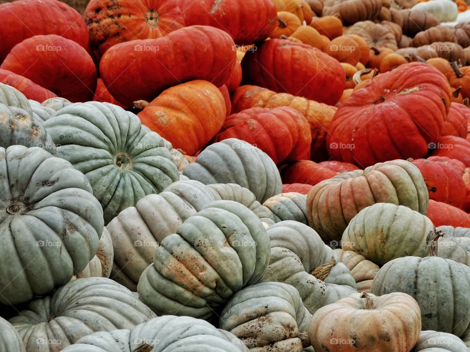 Thanksgiving Pumpkins
