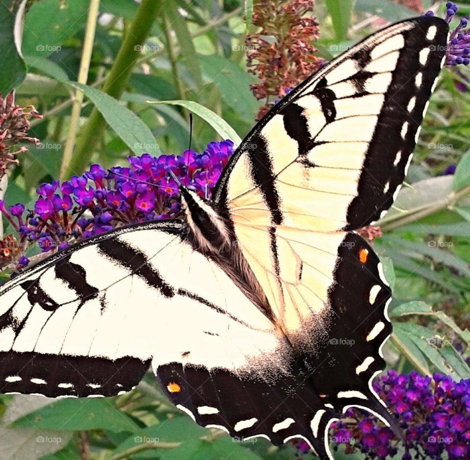 Swallowtail butterfly. The beautiful Swallowtail.