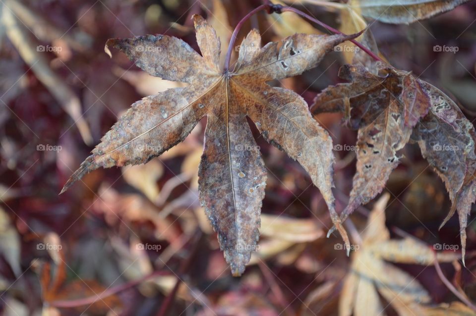 Dry perfect leaf