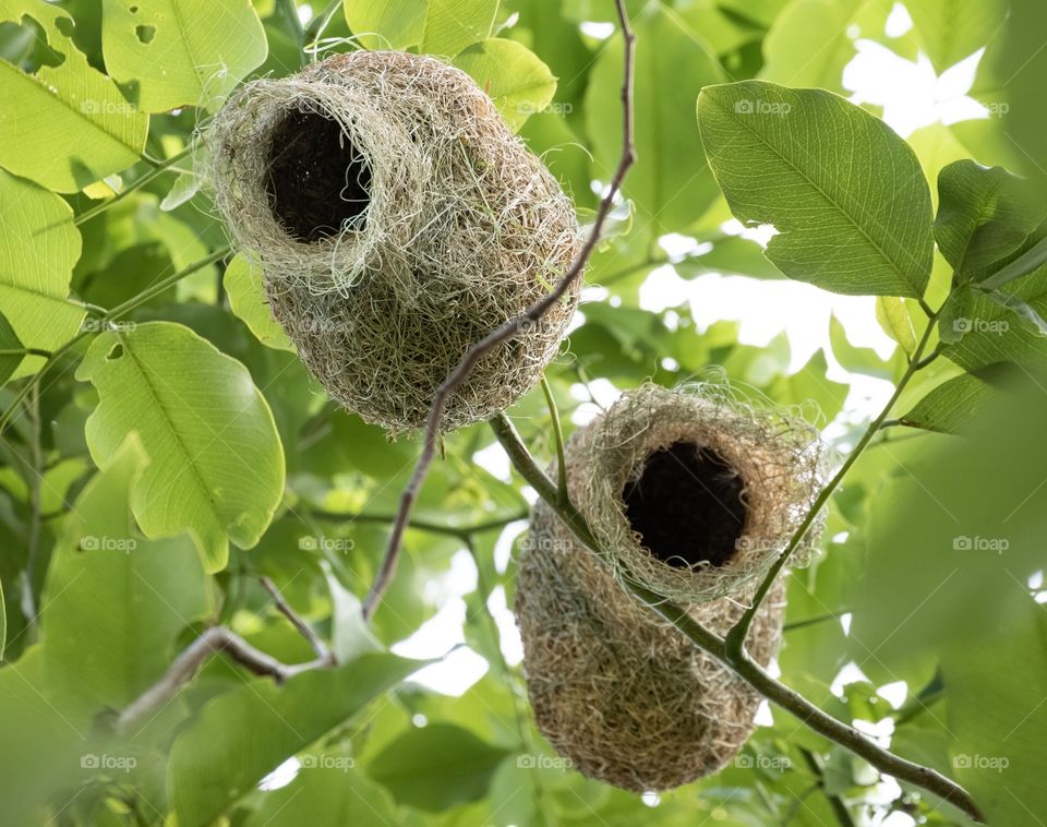 Natural bird’s nest on the green tree