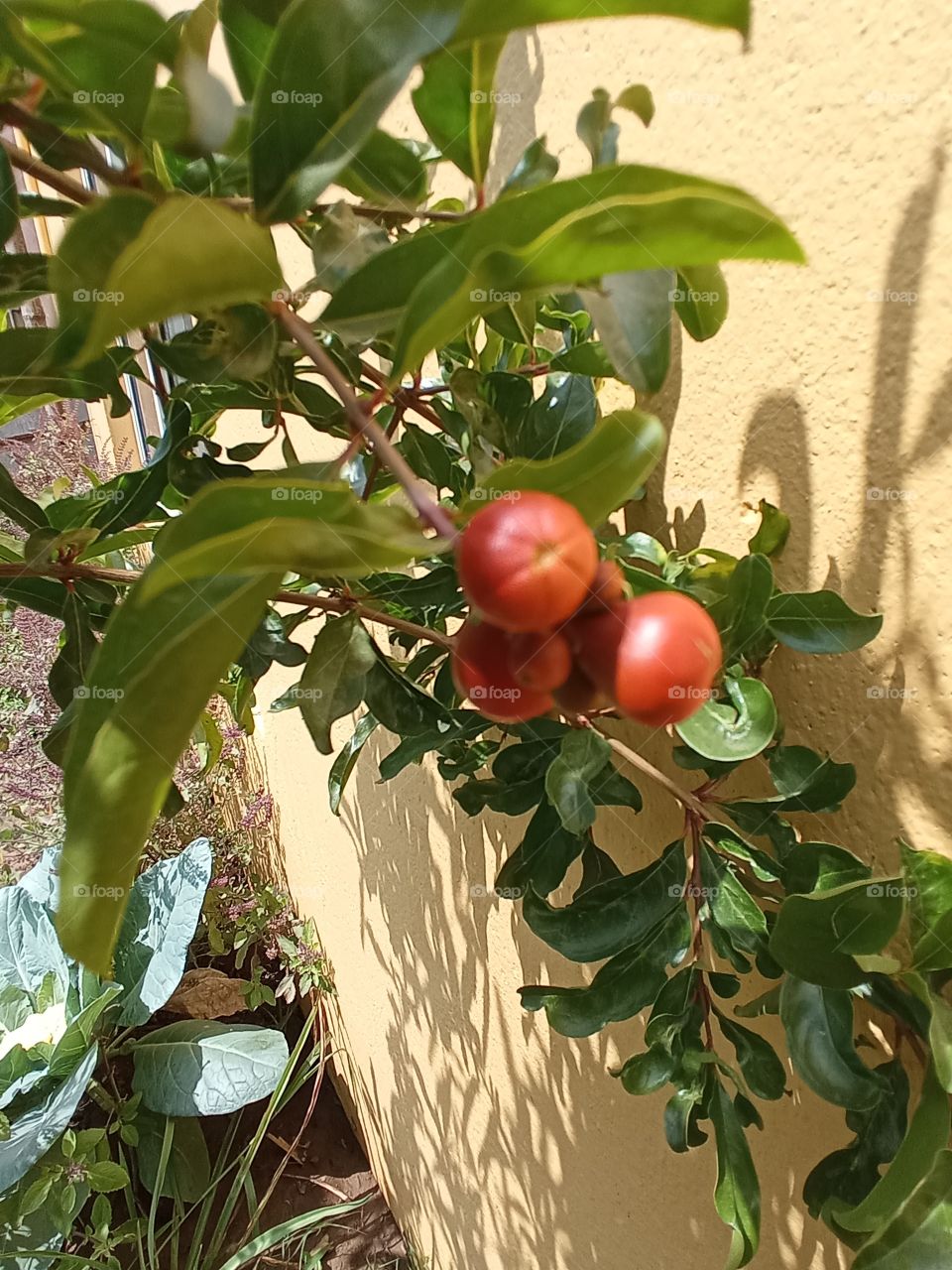 pomegranate growing