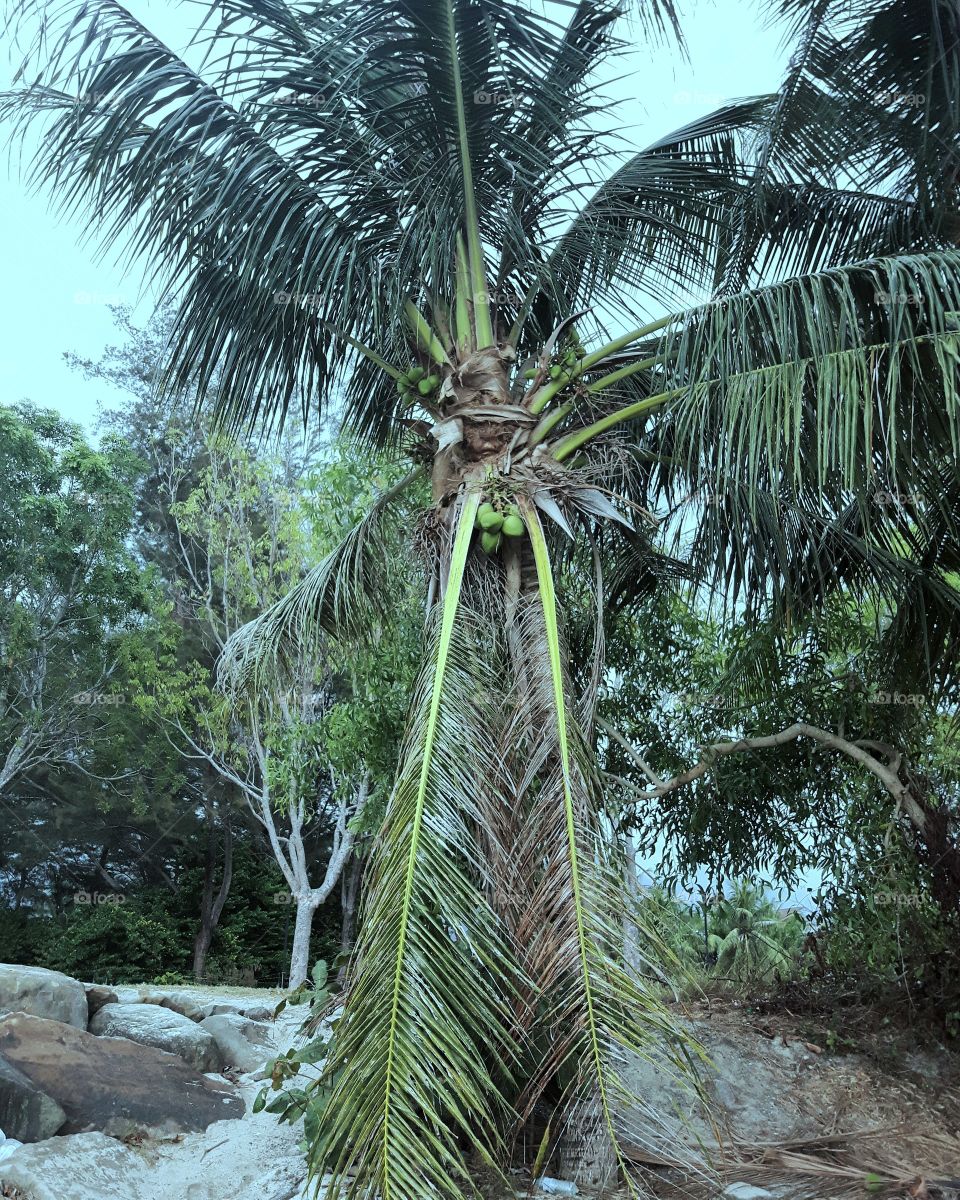 More palms in Borneo