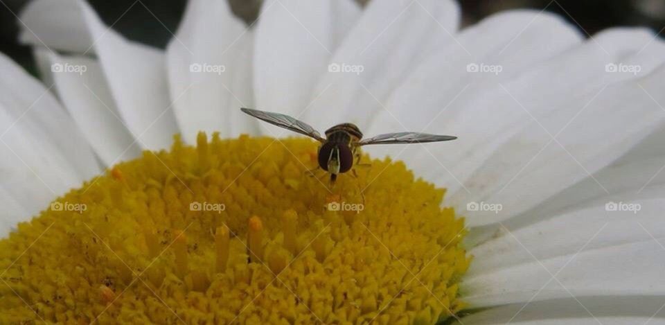 Close up bee