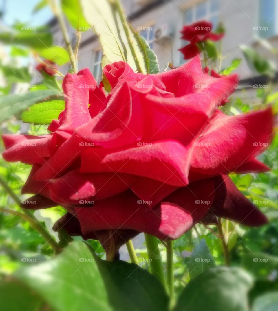 роза