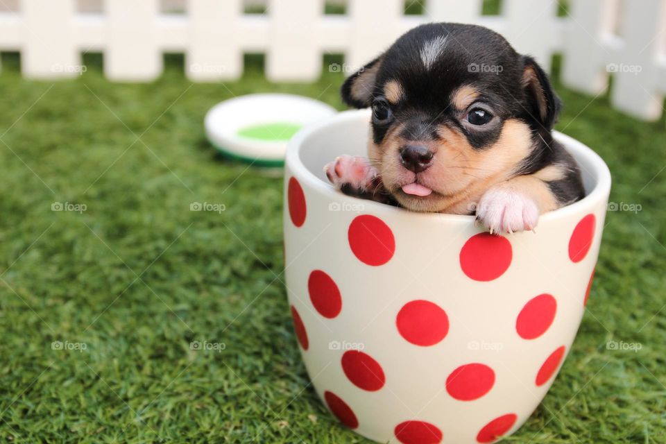 Puppy Cup
