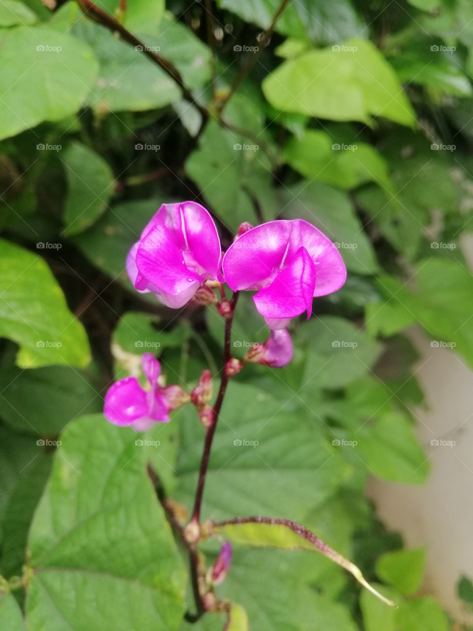 Nature Colour Combination❣️