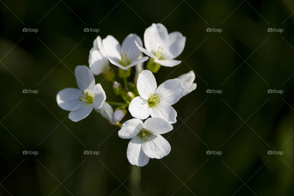 White flowers close-up dark background 
Vita blommor närbild mörk bakgrund 