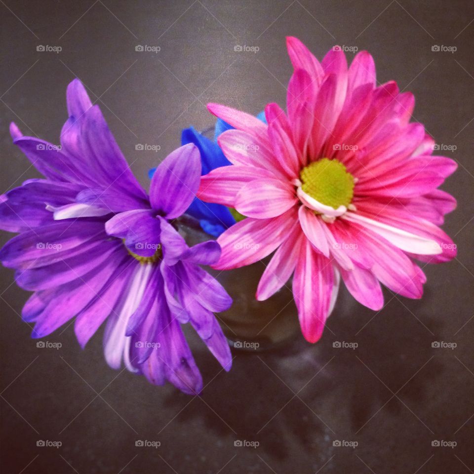 Vibrant Bright Colorful Flowers Pink and Purple with shadow
