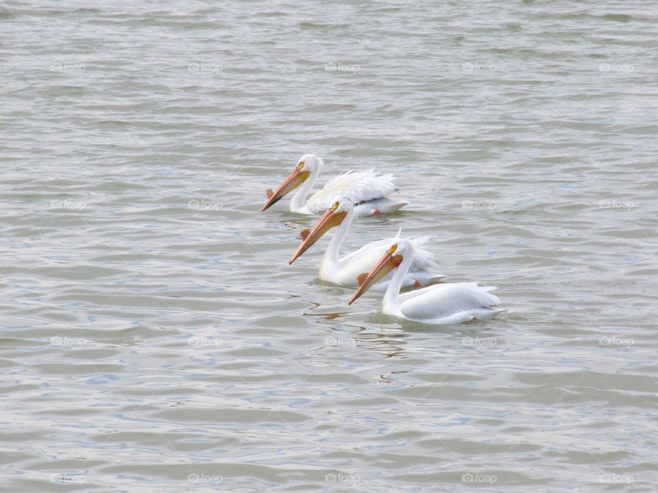 Pelicans swim in formation