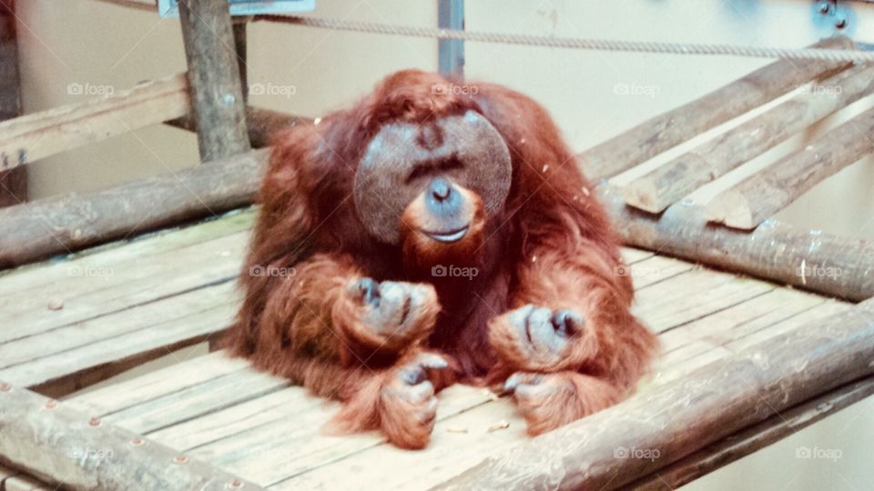 Gorilla, Orangutan,  Monkey, 