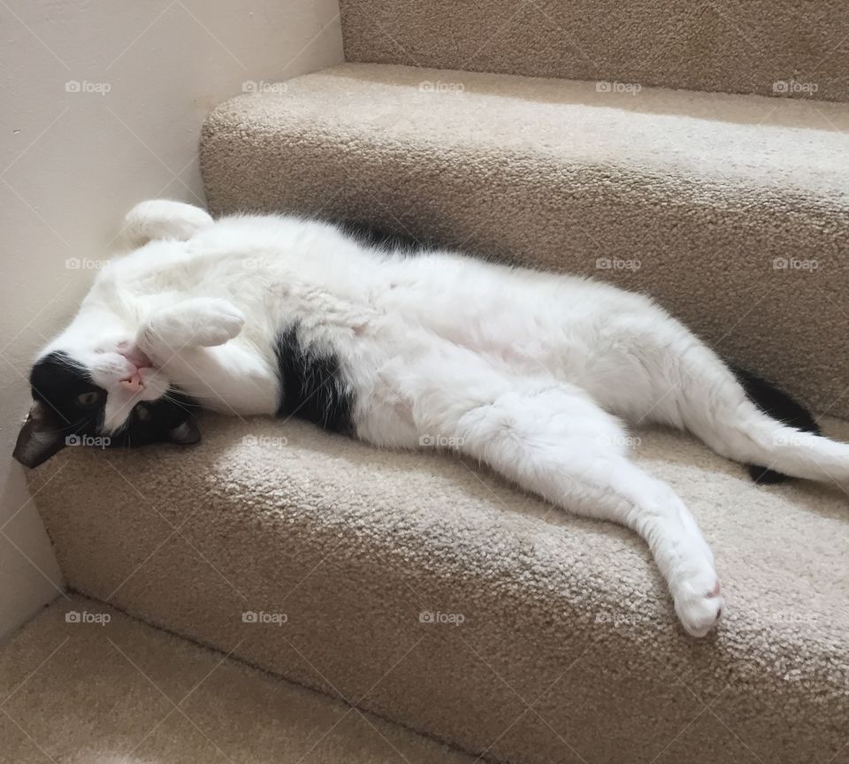 Crash the cat requesting a belly rub as toll to use stairs 