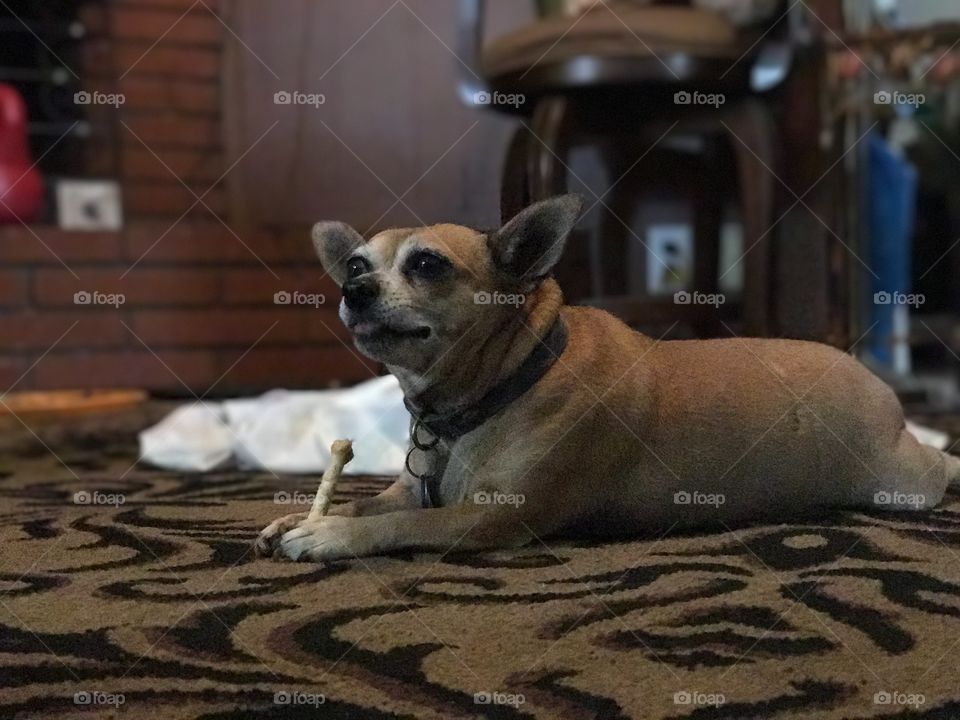 Mammal, No Person, Dog, Canine, One