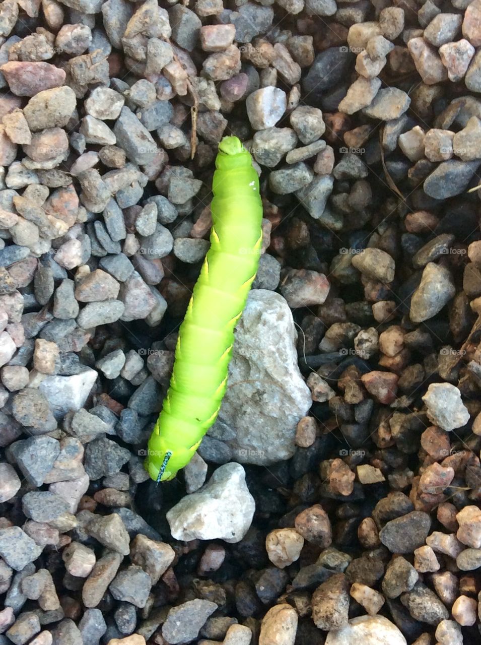Laurel Sphinx Moth Caterpillar