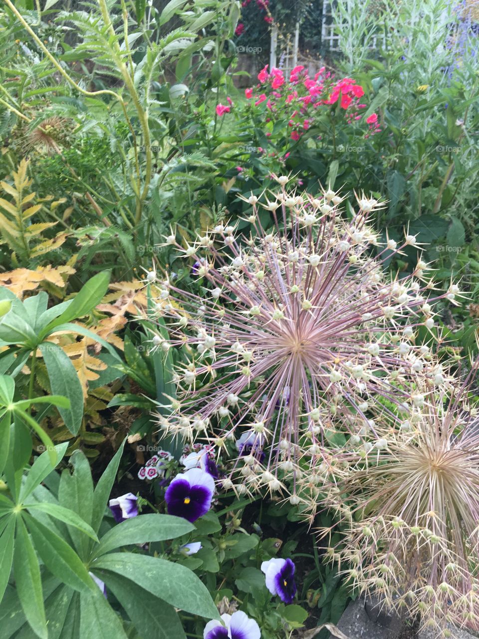 Knoblauch Blume