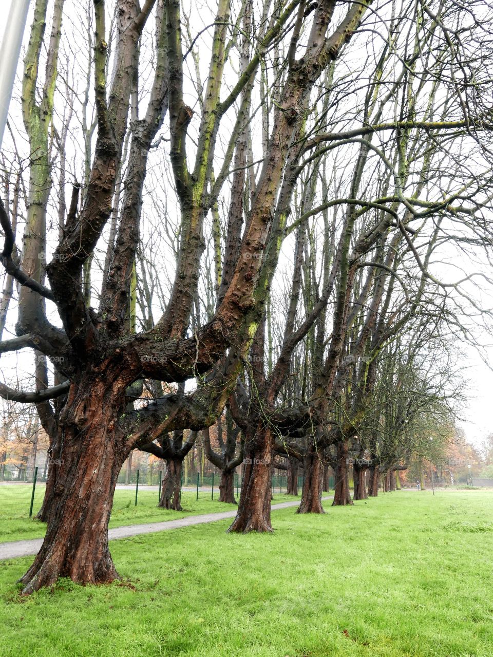 Autumn trees in Belgium.