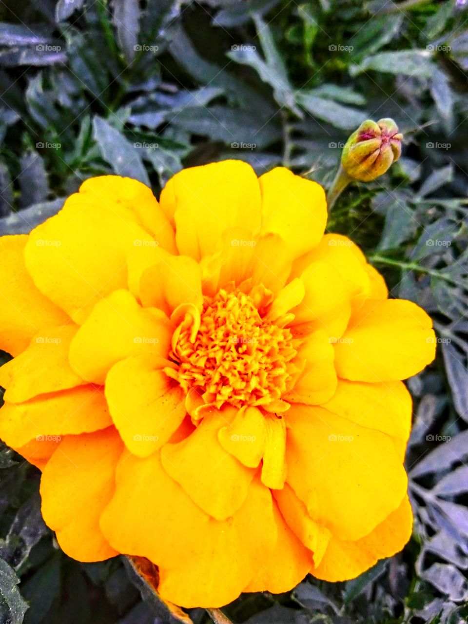 orange flower