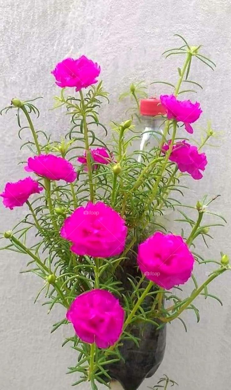 Rosa pink